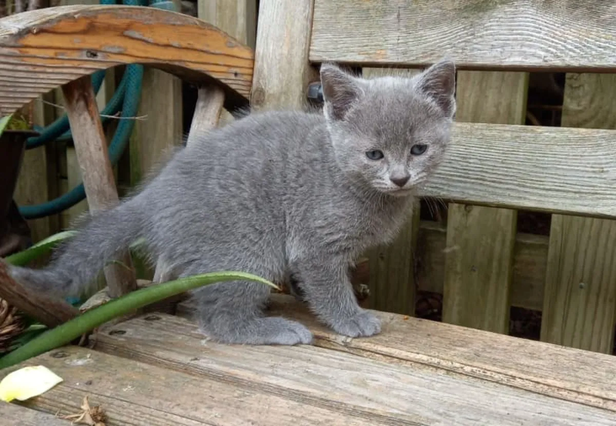 Gorgeous russian blue kittens for sale WhatsApp +447393160284