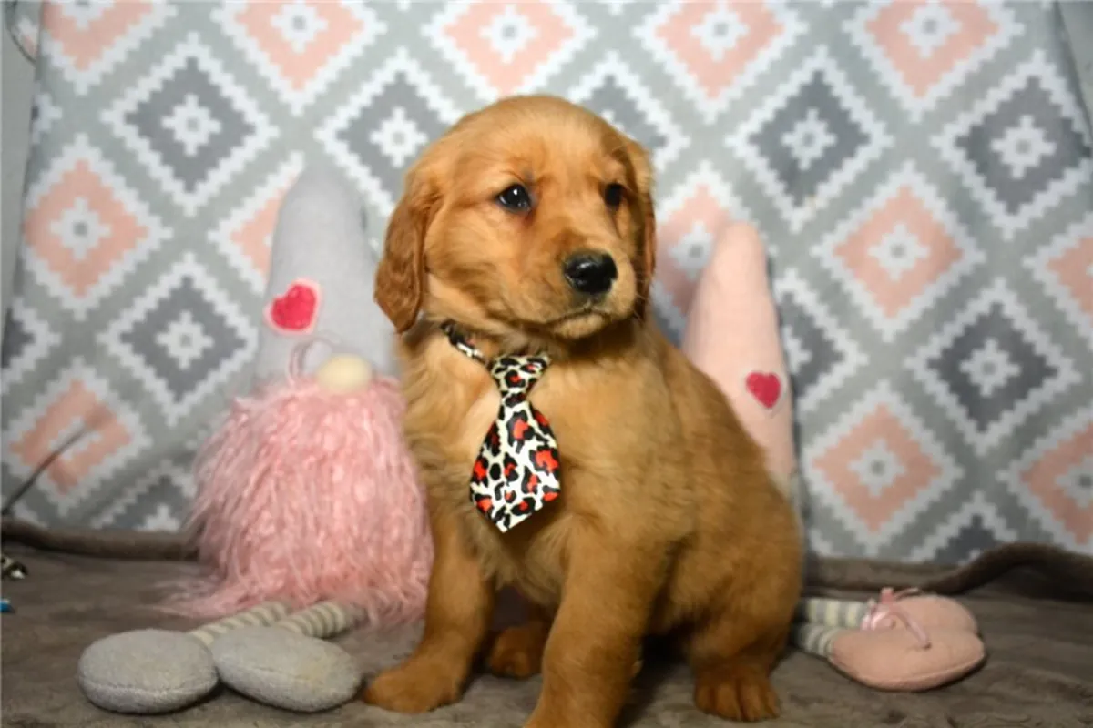 KC Registered Golden Retriever puppies for sale WhatsApp +447393160284
