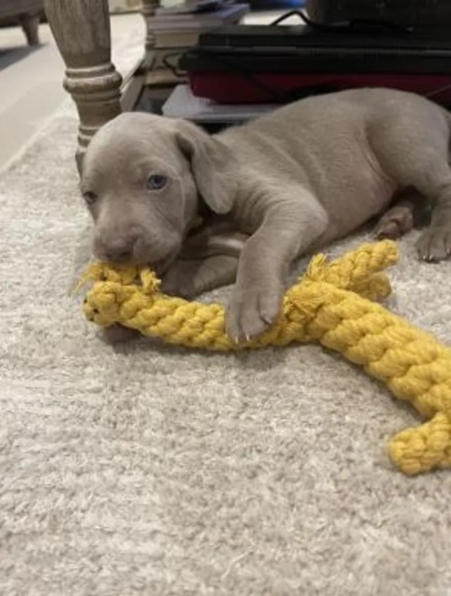 出售魏玛犬幼犬，WhatsApp：+447393160284