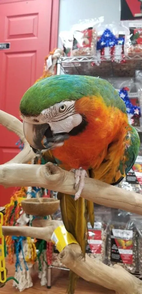 BLUE AND GOLD MACAW PARROTS