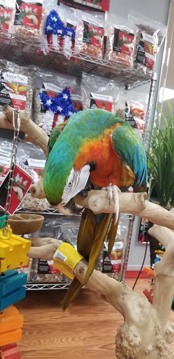 BLUE AND GOLD MACAW PARROTS