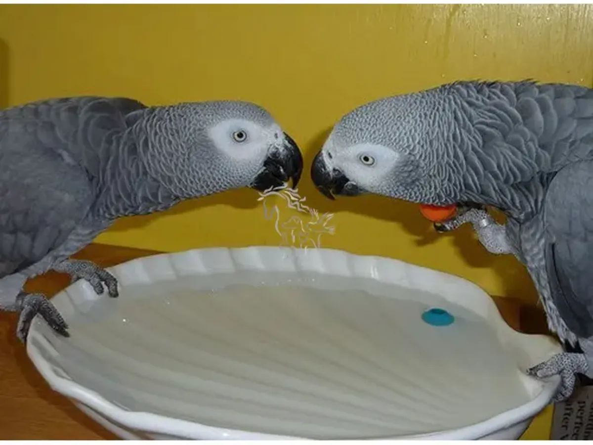 Red-tailed African Grey Parrots