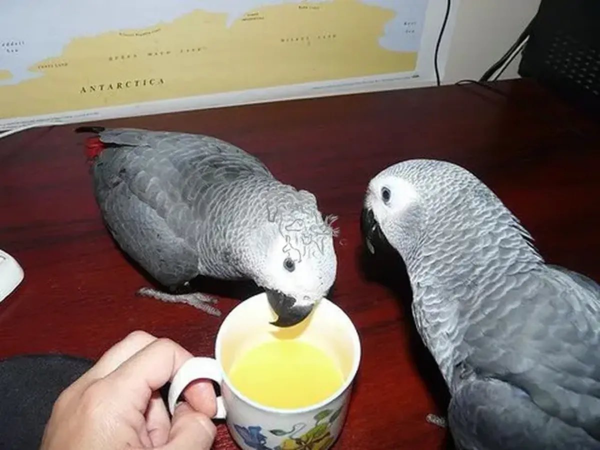 Red-tailed African Grey Parrots