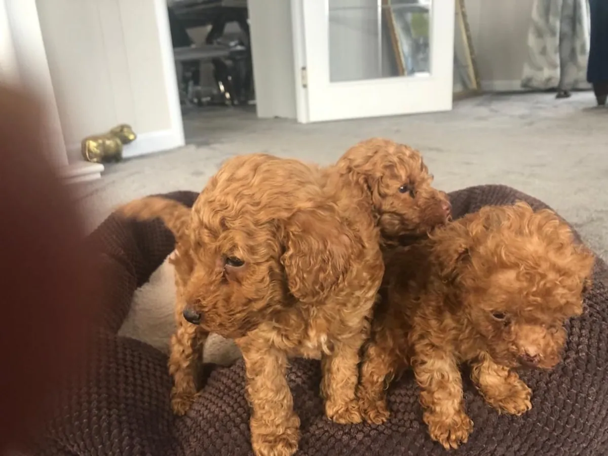 Chiots caniches nains.