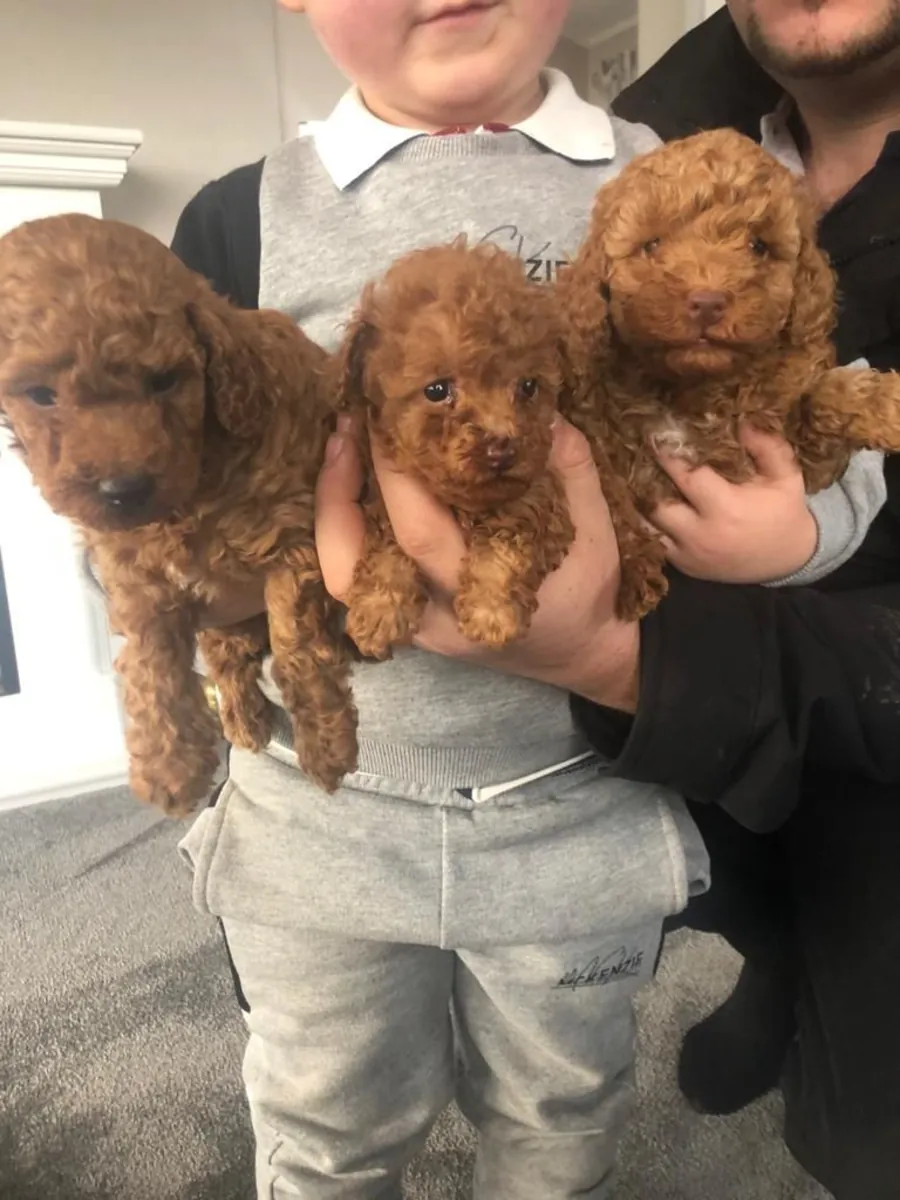Chiots caniches nains.