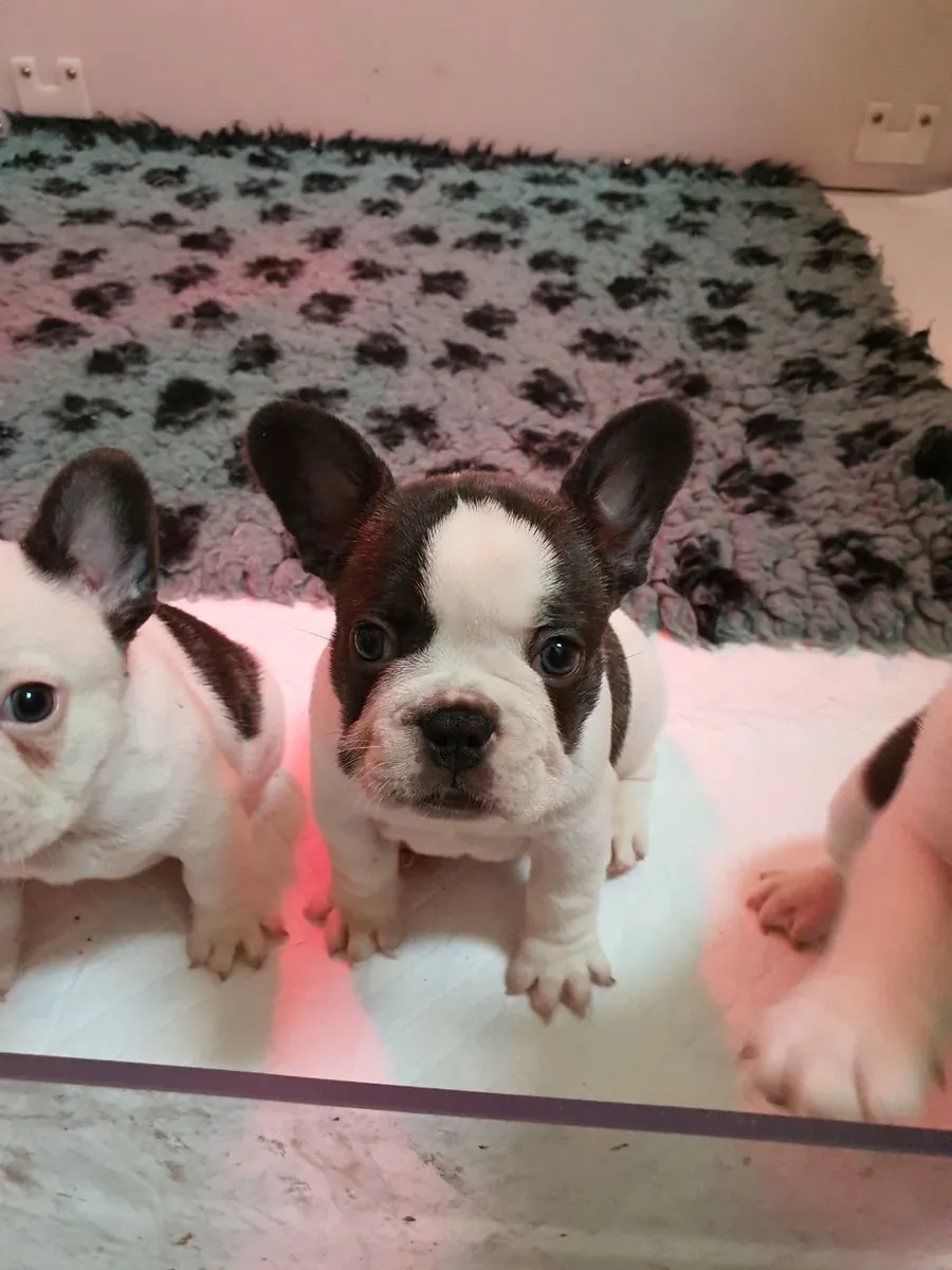 Bulldog frances