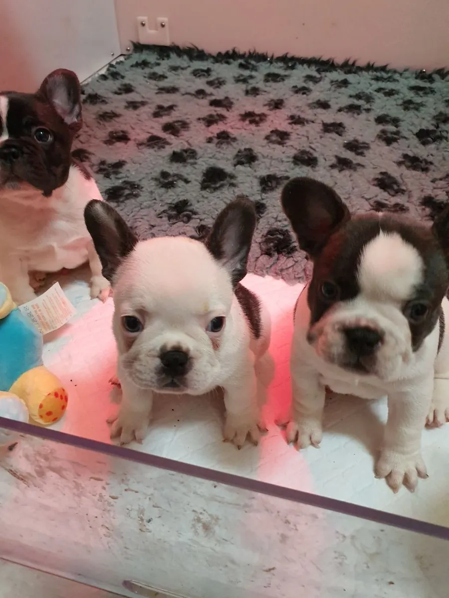 Bulldog frances