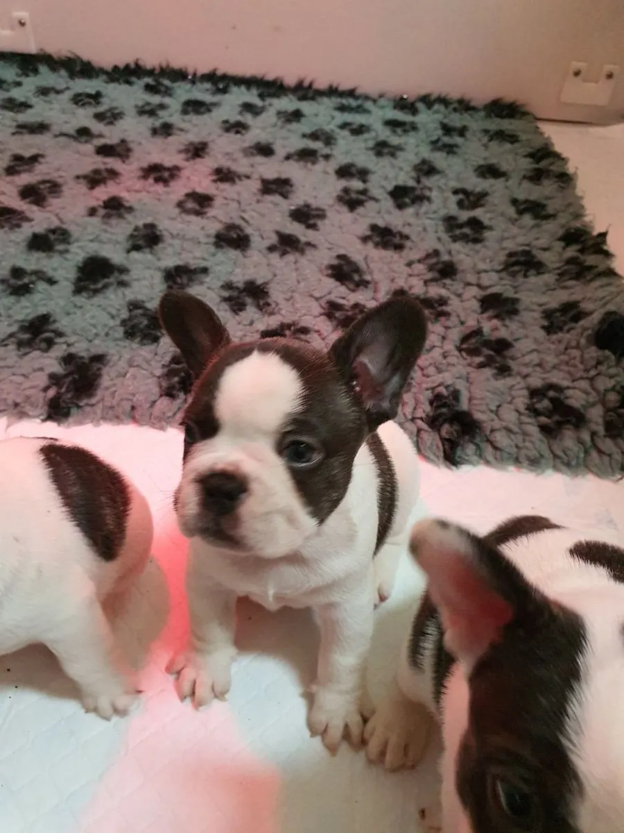 Bulldog frances