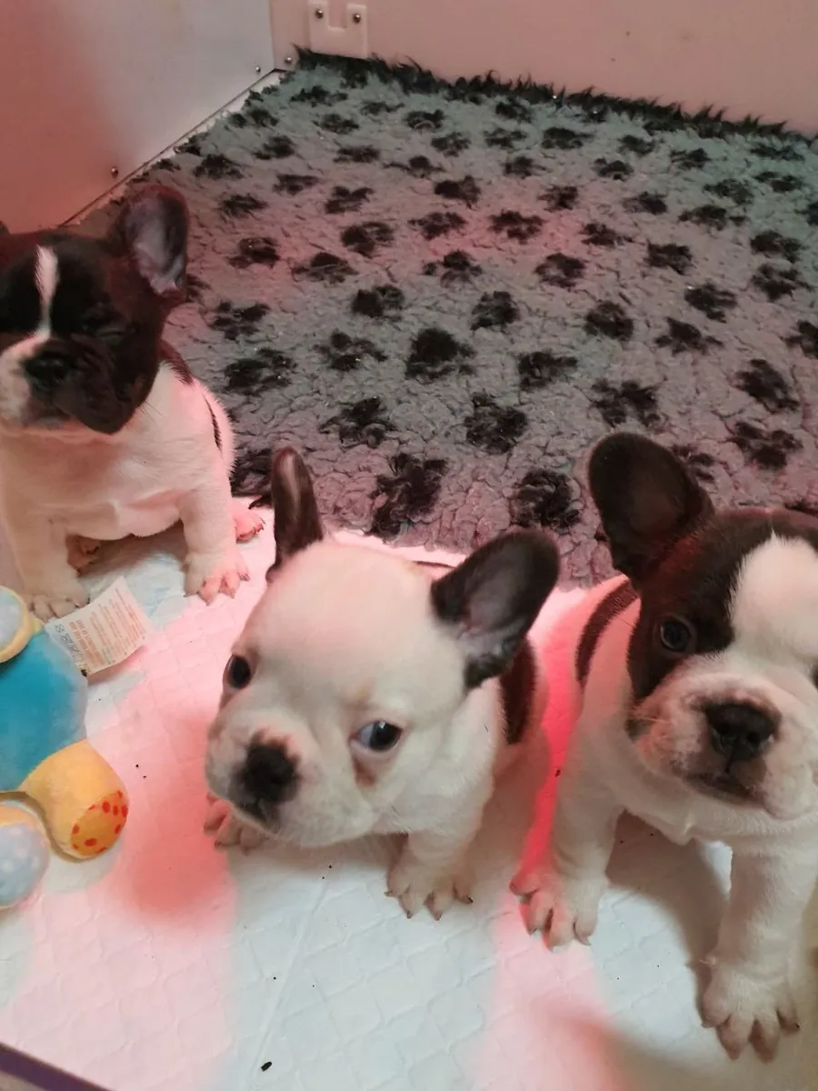 Bulldog frances