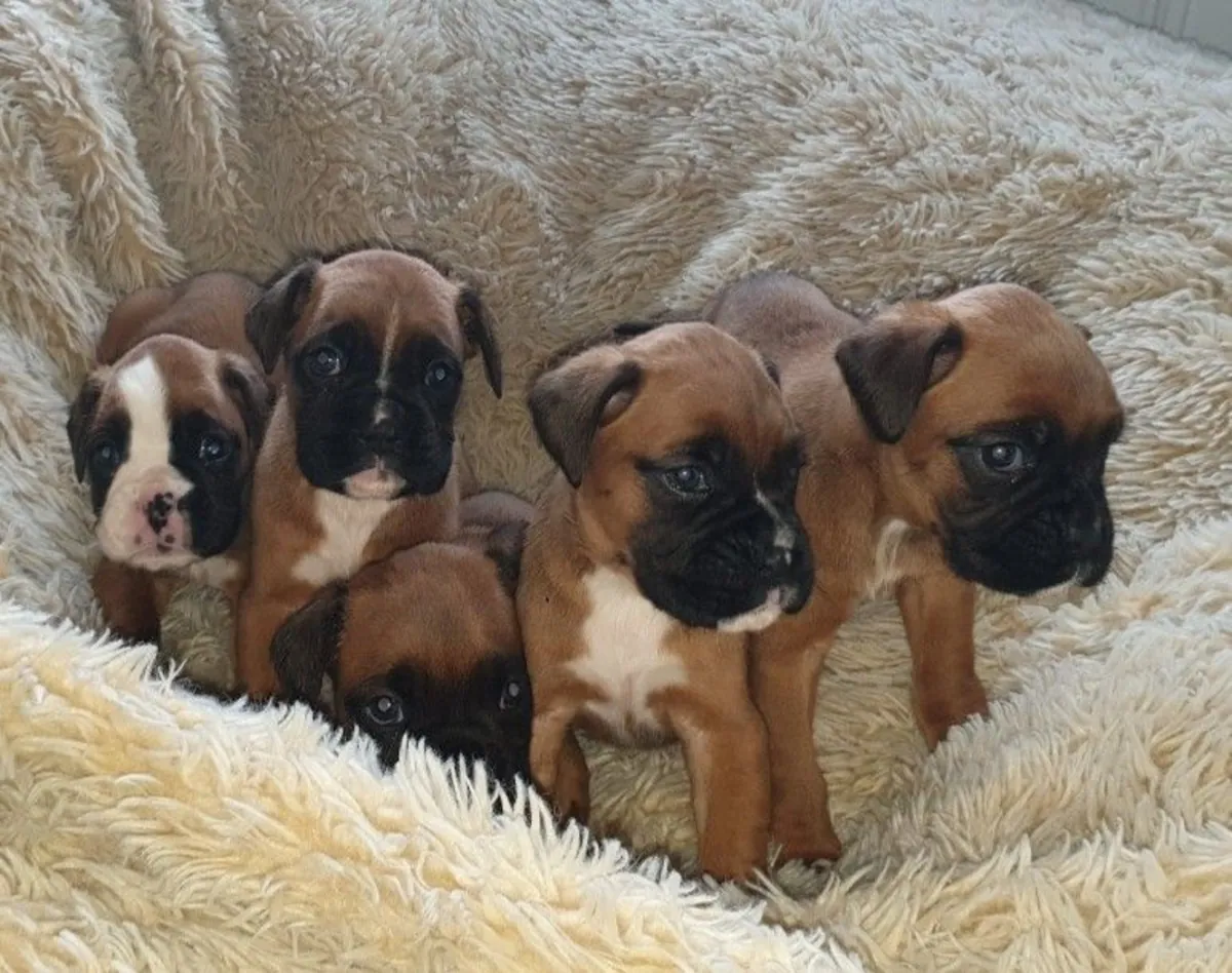 Boxer puppies with respective vaccinations available.