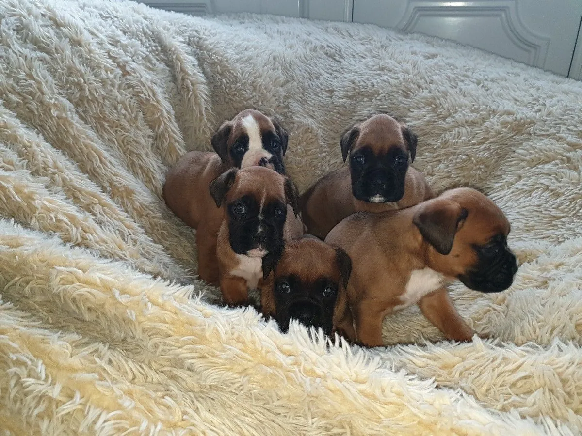 Boxer puppies with respective vaccinations available.