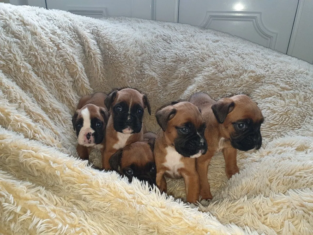 Boxer puppies with respective vaccinations available.