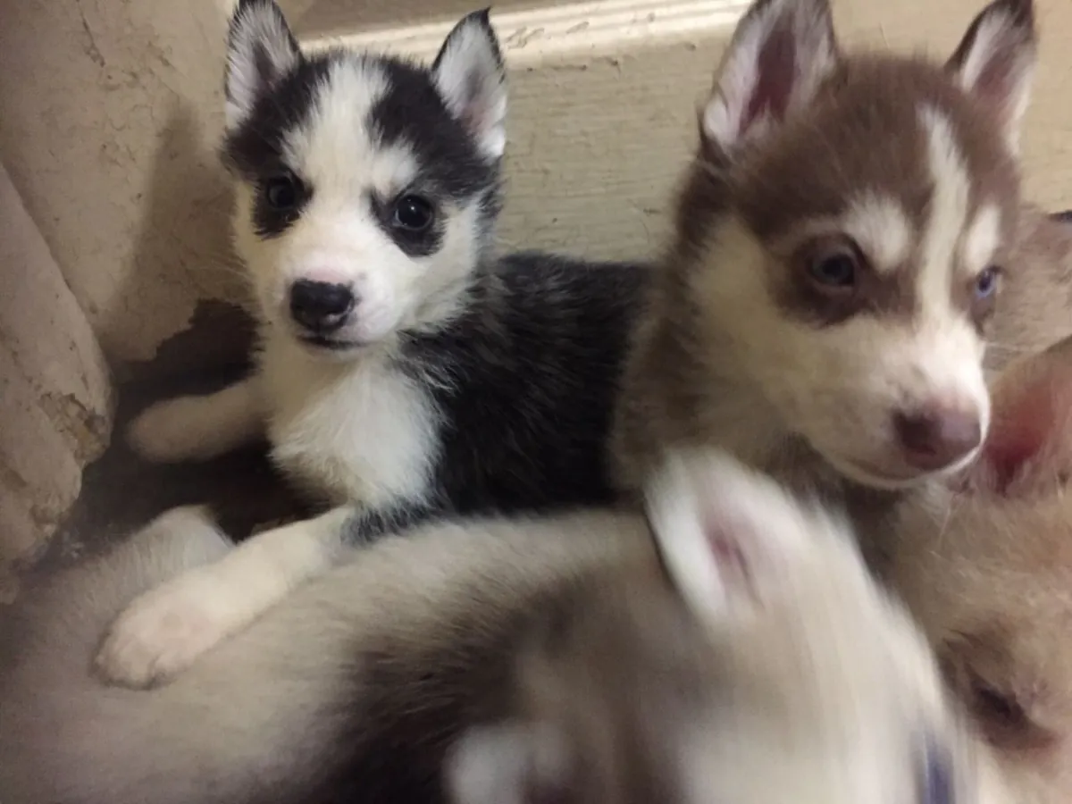 西伯利亚哈士奇幼犬