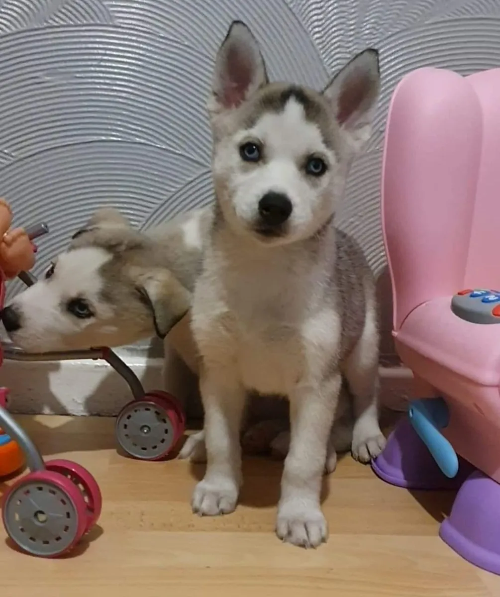 西伯利亚哈士奇幼犬