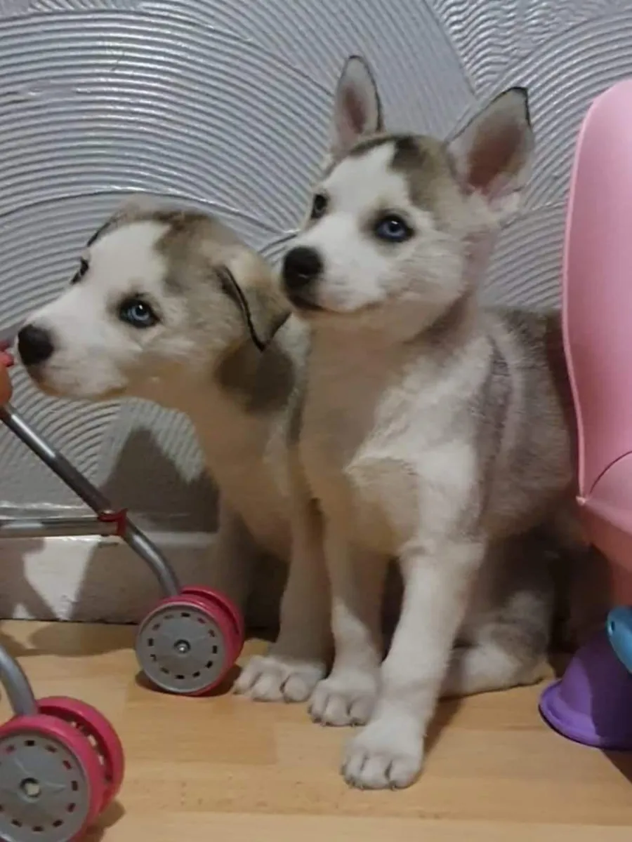 西伯利亚哈士奇幼犬
