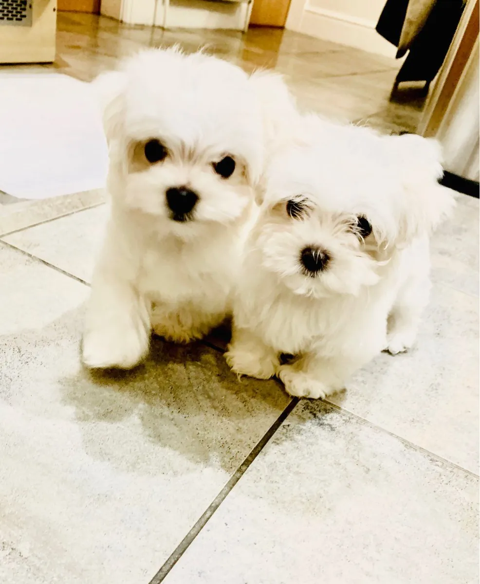 Healthy Maltese puppies available