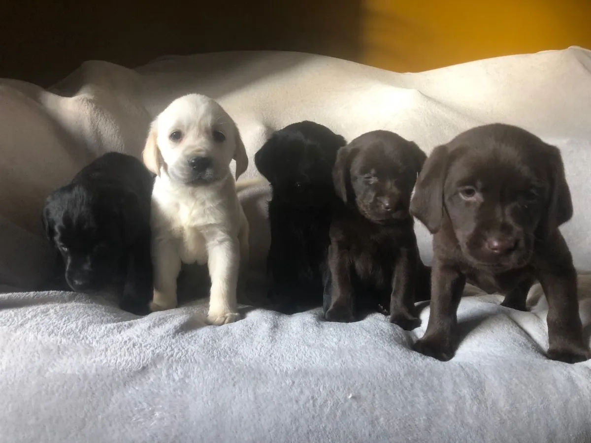 Chiots Labrador.
