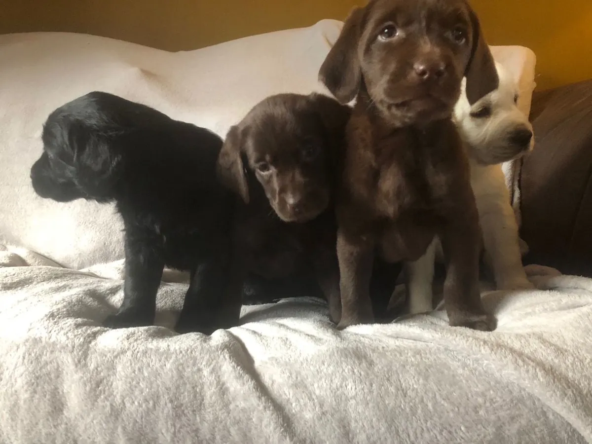 Chiots Labrador.