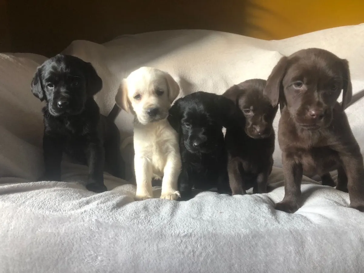 Chiots Labrador.