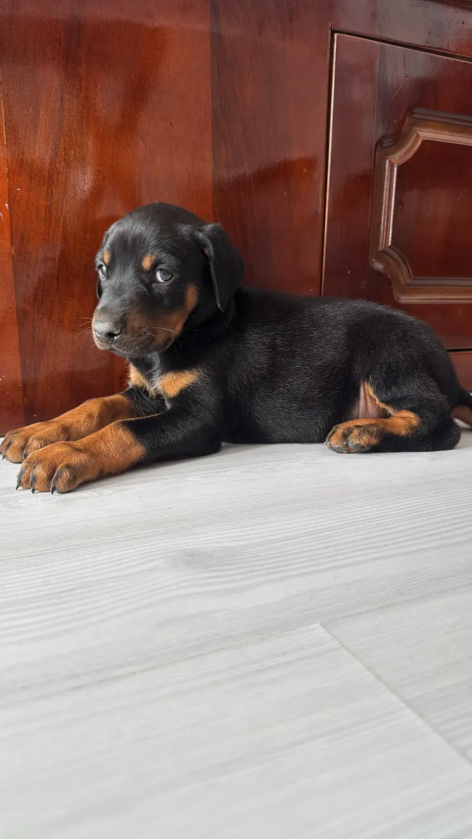 Cachorros Doberman originales