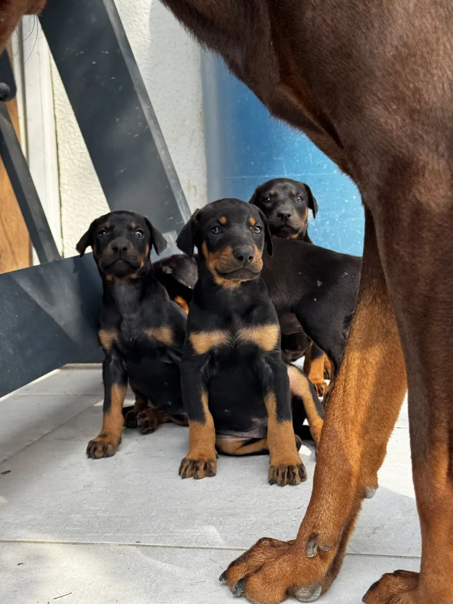 Cachorros Doberman originales