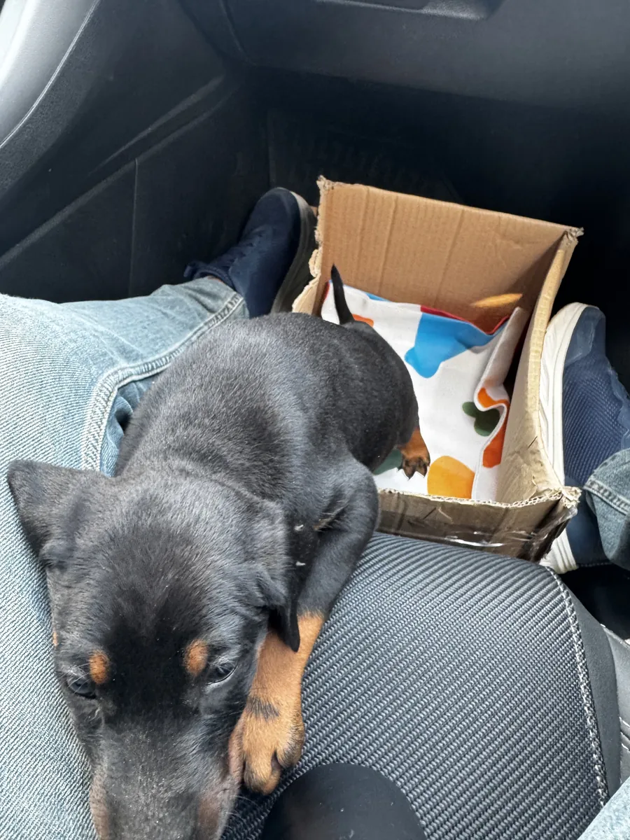 Cachorros Doberman originales
