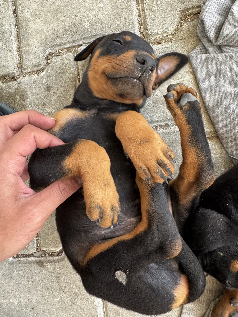 Cachorros Doberman originales