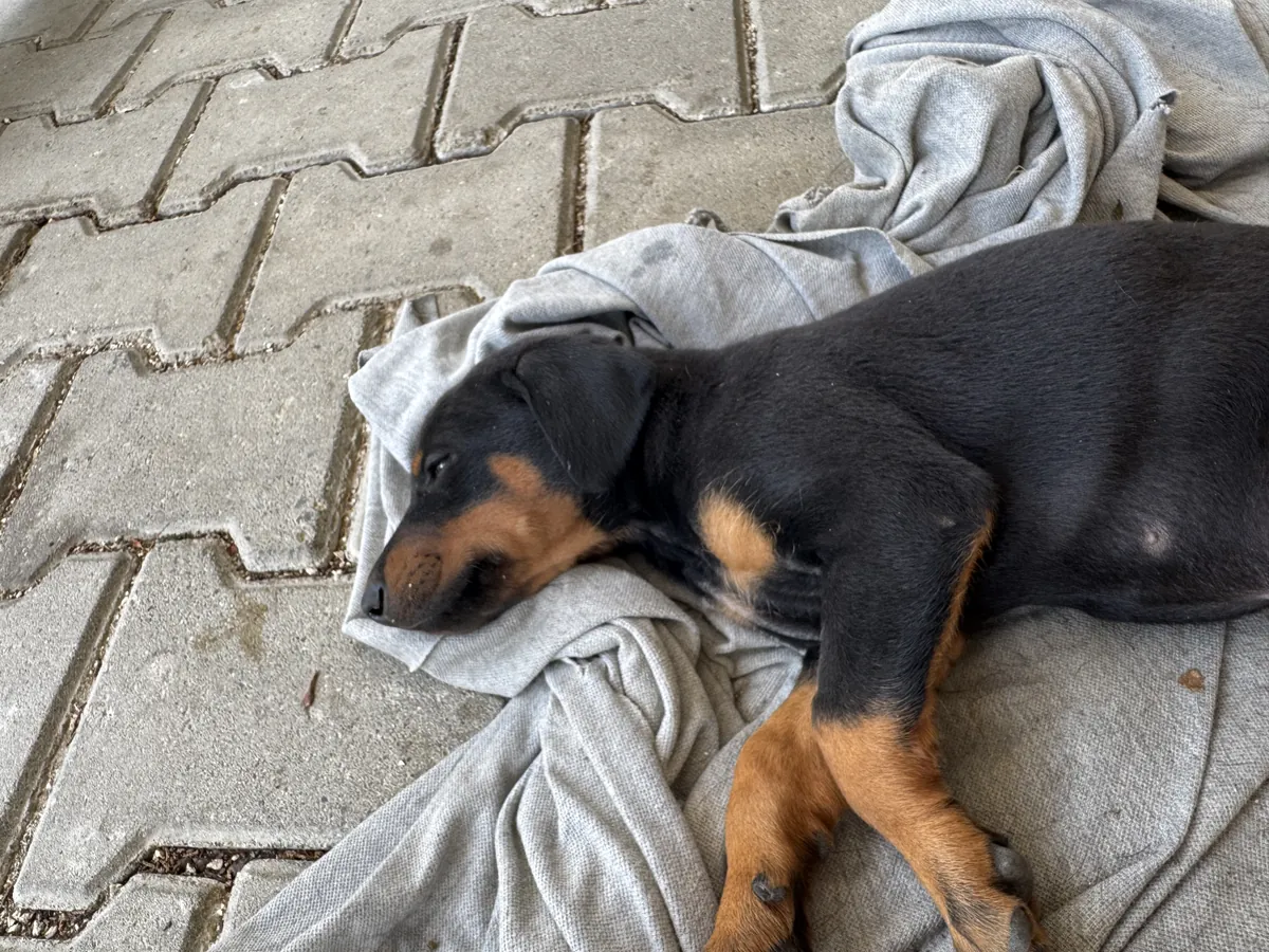 Cachorros Doberman originales