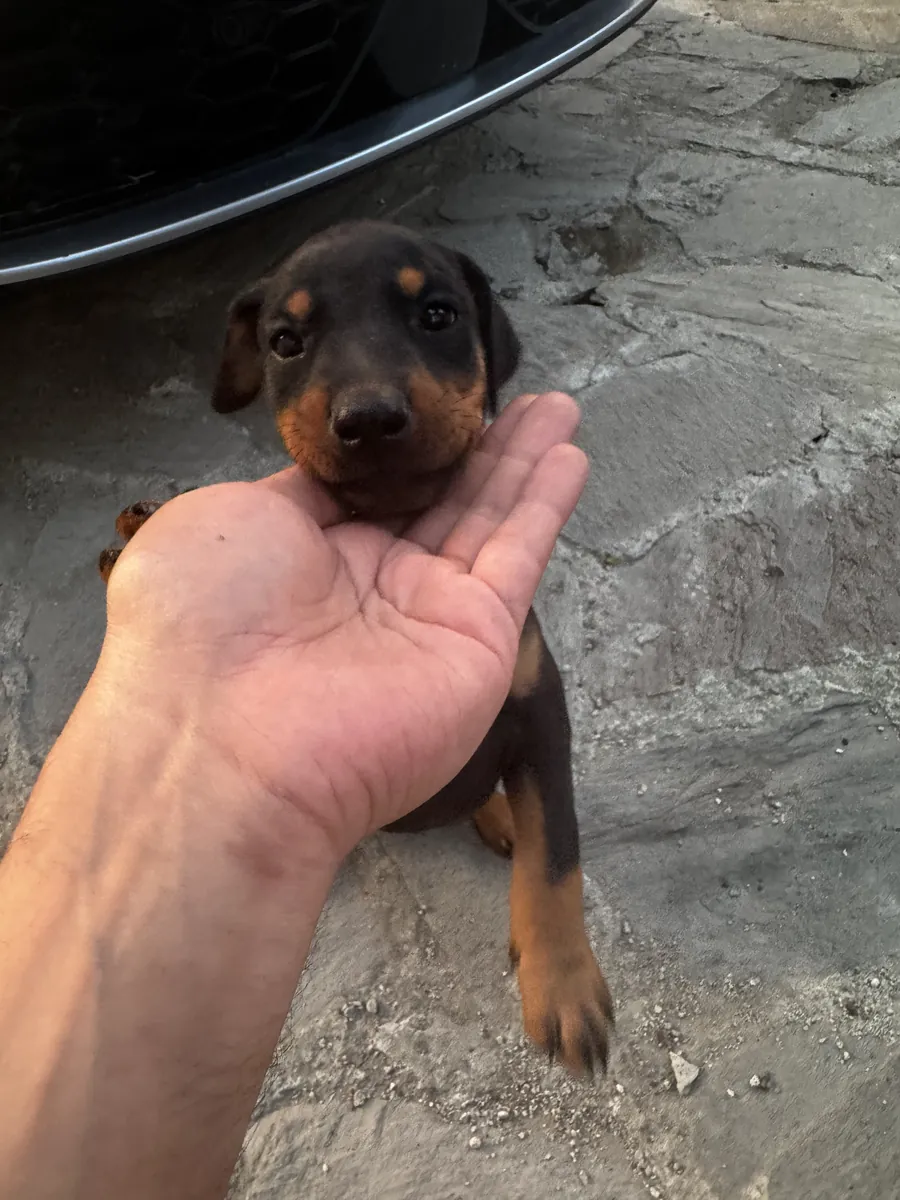 Original Doberman puppies