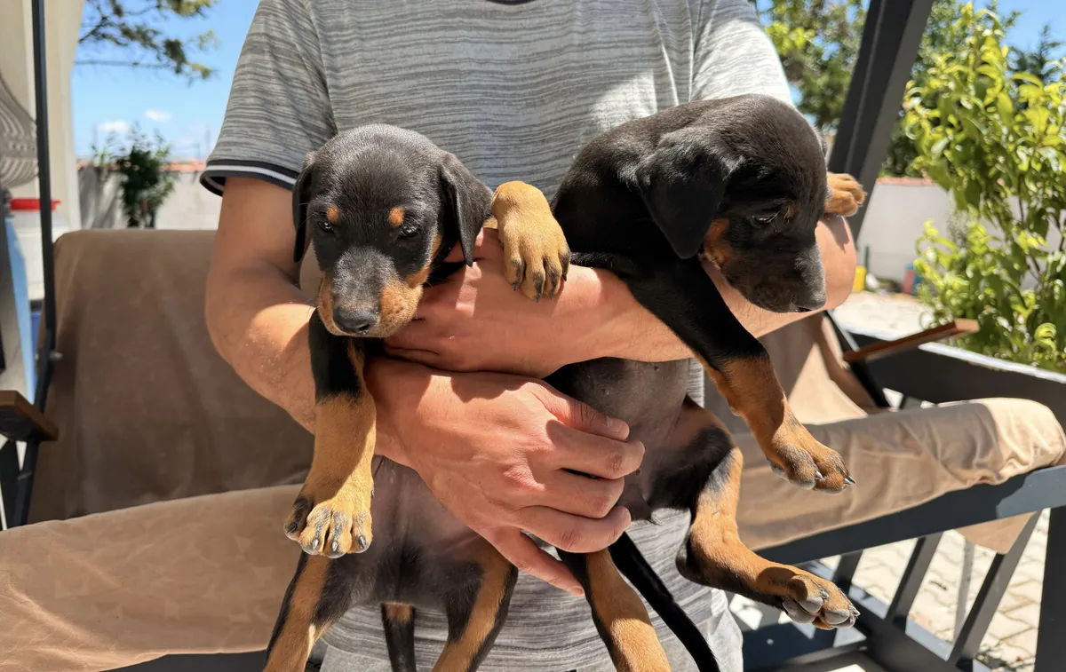 Original Doberman puppies