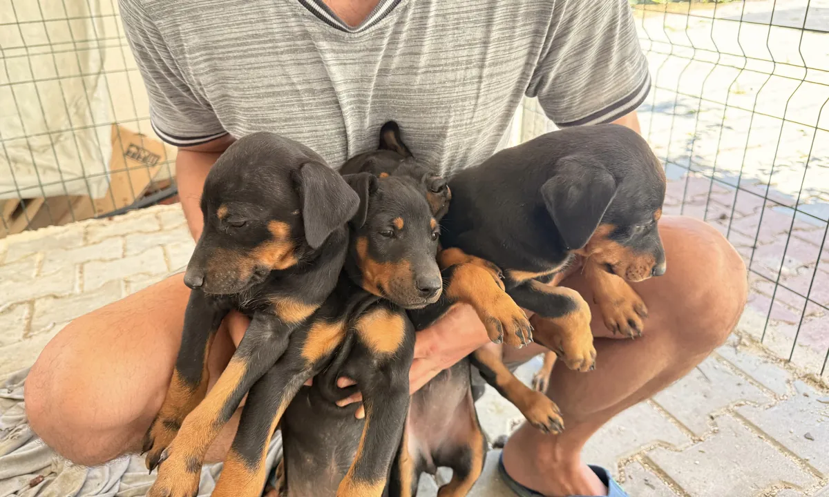 Original Doberman puppies