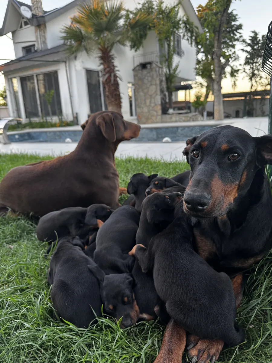 Original Doberman puppies