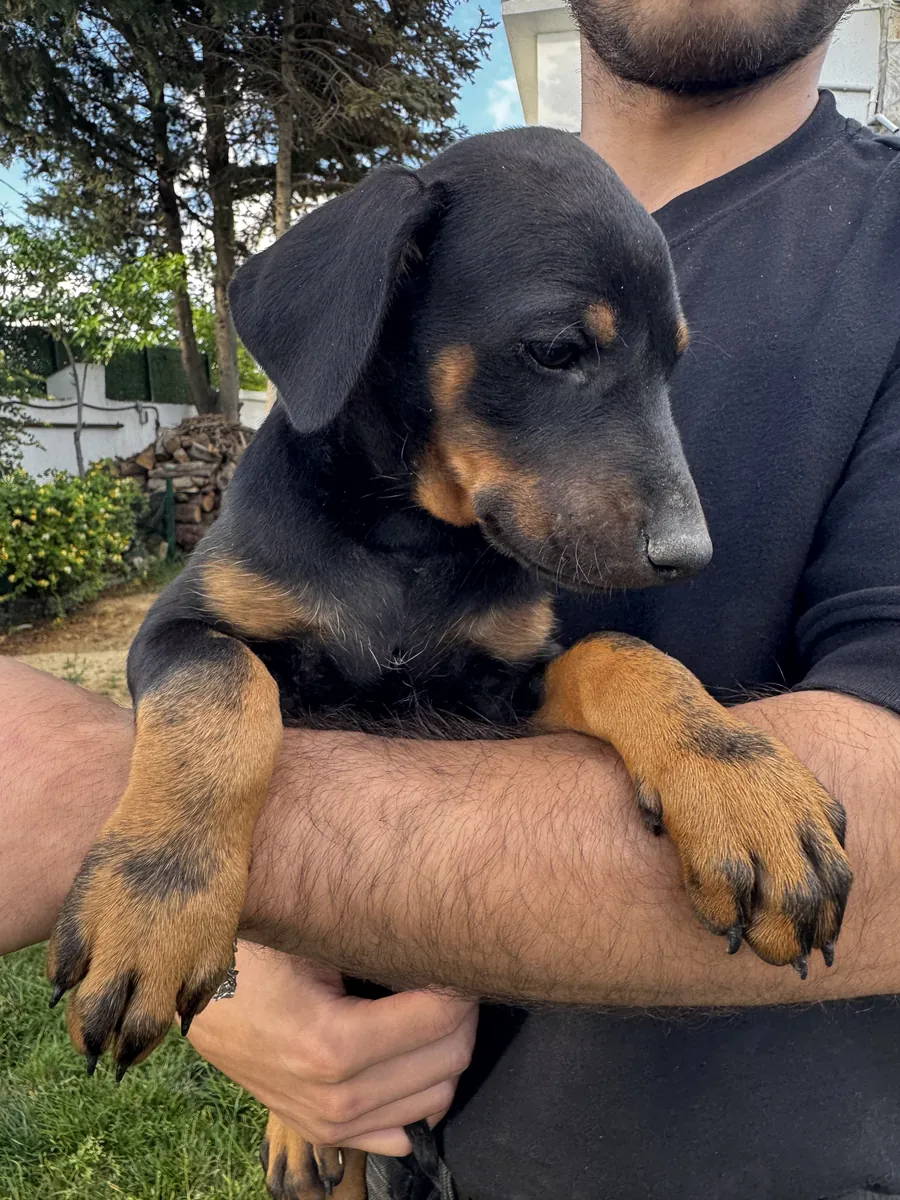 Original Doberman puppies