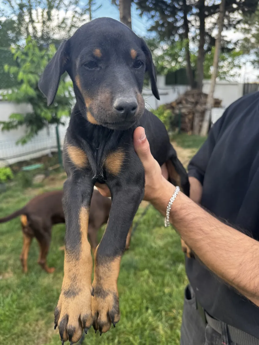 Original Doberman puppies