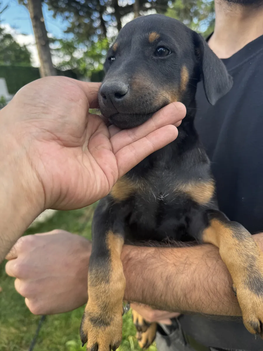 Original Doberman puppies