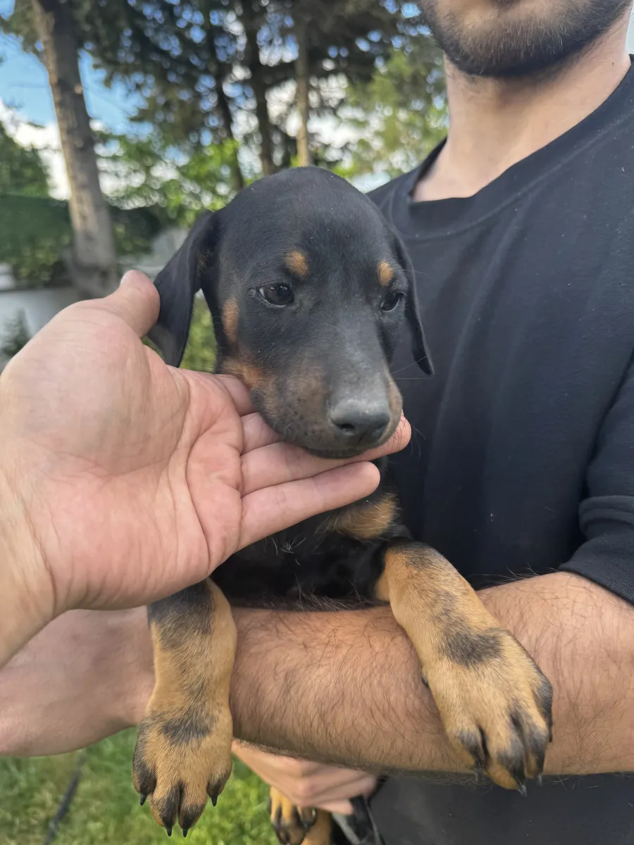 Original Doberman puppies