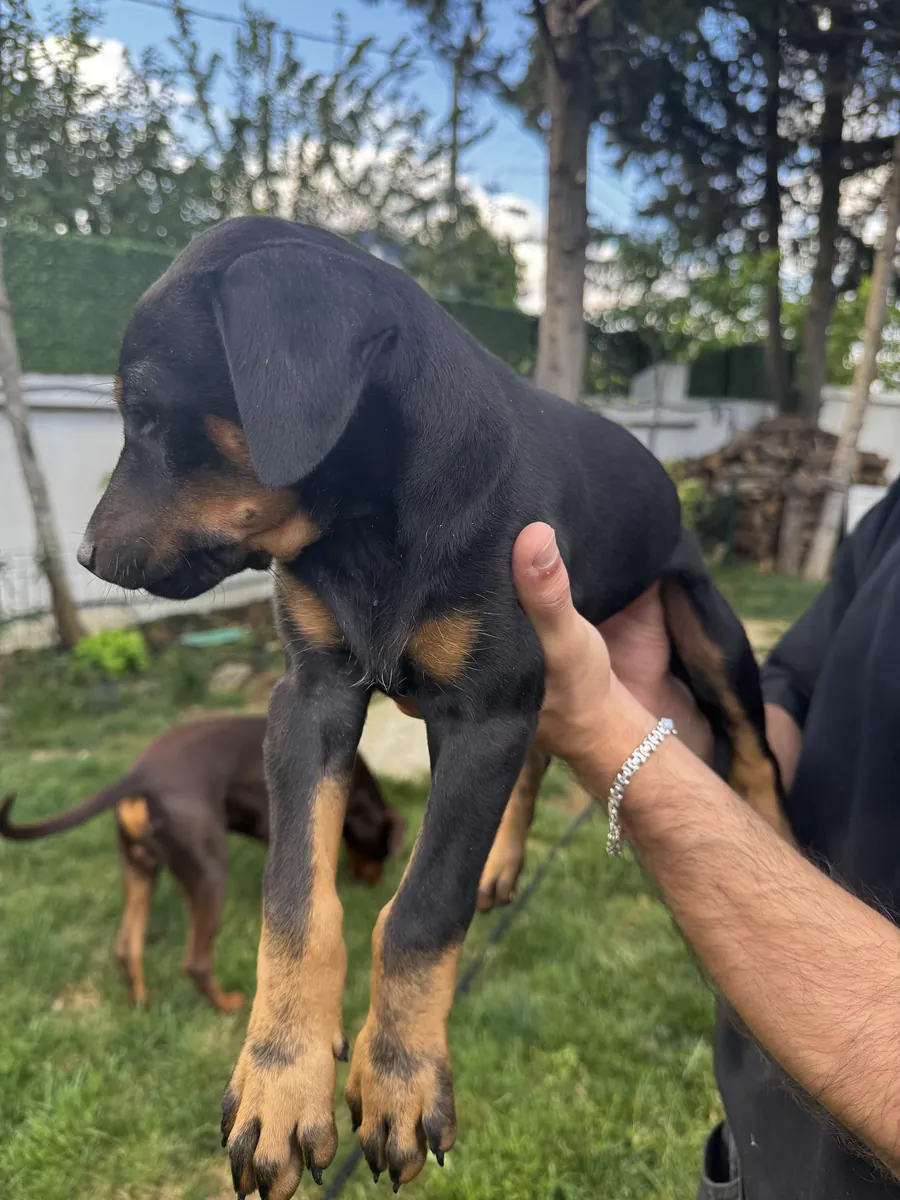 Original Doberman puppies