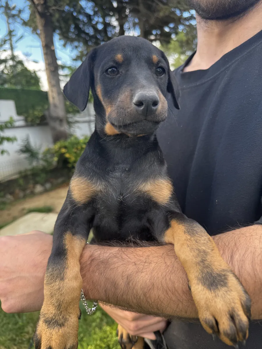 Original Doberman puppies