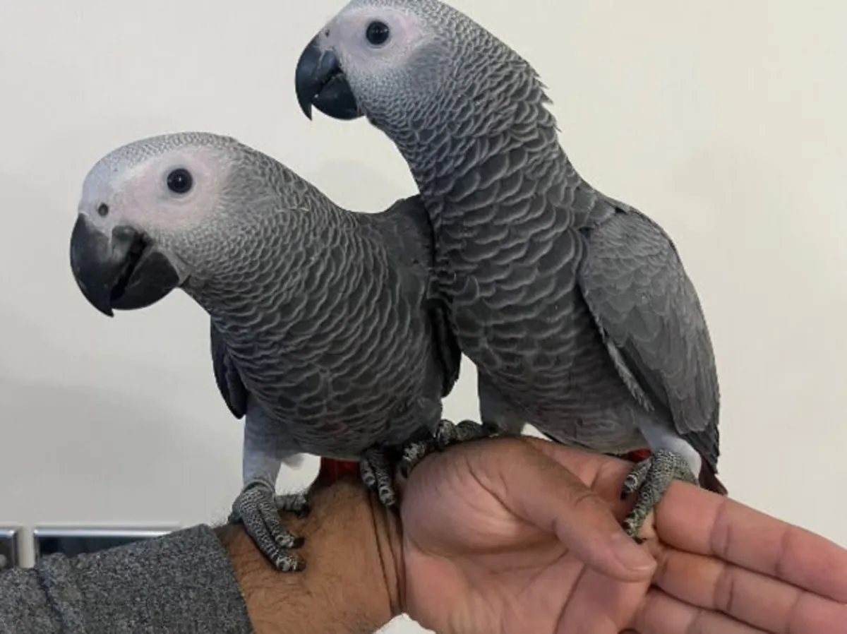 BREEDING PAIRS OF AFRICAN GREYS MACAWS ELECTUS AND THEIR BABIES