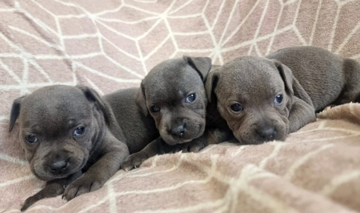 Mavi Staffordshire Bull Terrier Yavruları - WhatsApp +447393160284