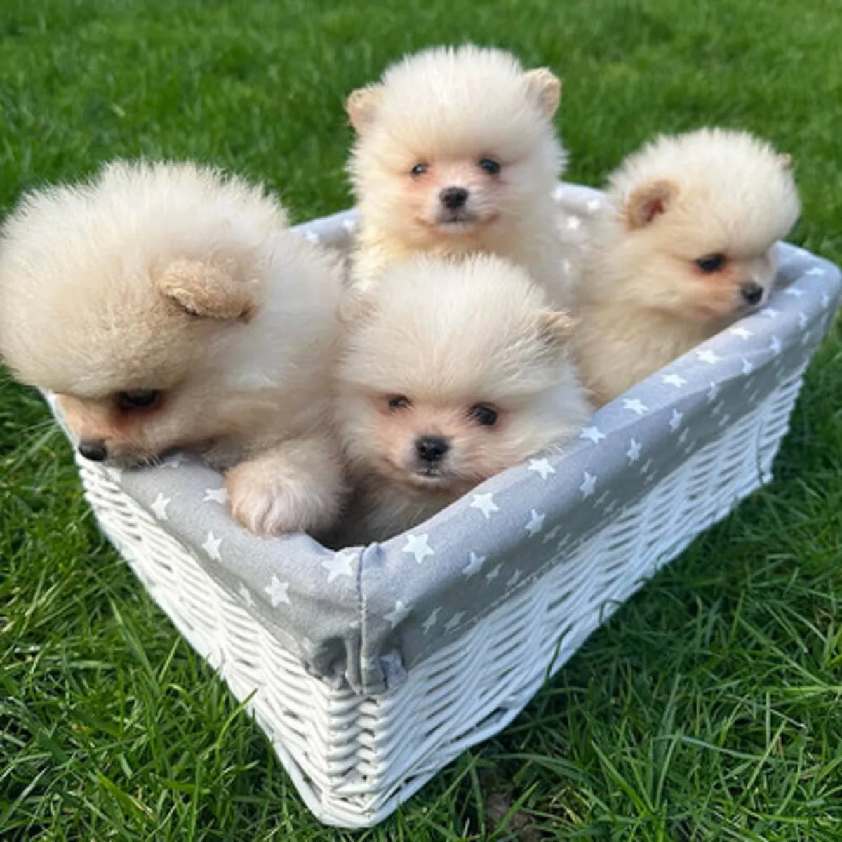 Adorable Pomeranian Puppies for Sale WhatsApp +447393160284
