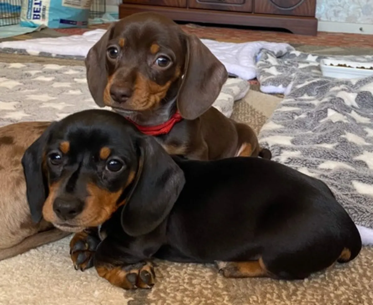 Minyatür dachshund yavruları satılık. WhatsApp +447393160284