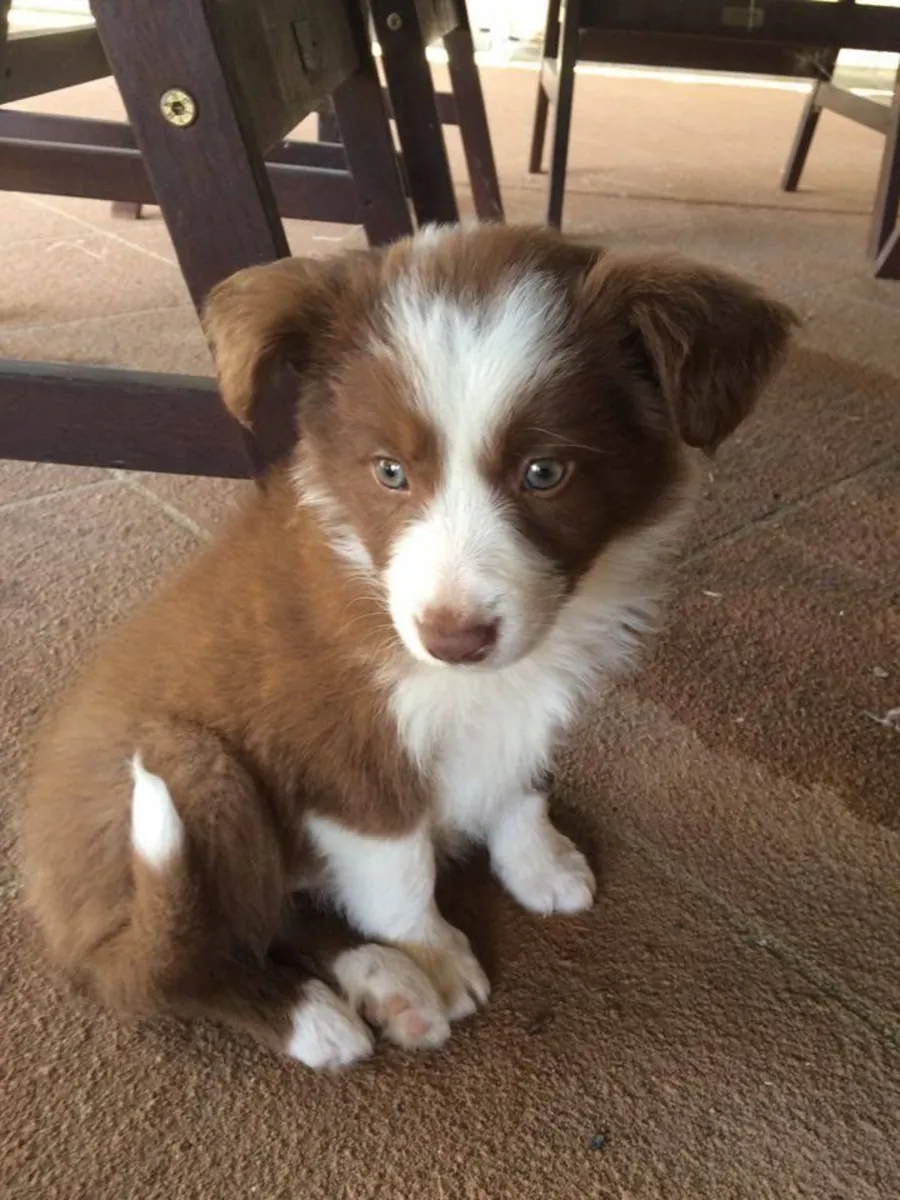 Border Collie for Sale | Extremely Smart, Loyal | Needs an Active Owner