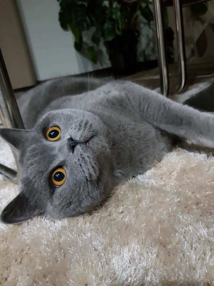 British Shorthair Looking for a Calm Home | Free Adoption | Gentle Personality