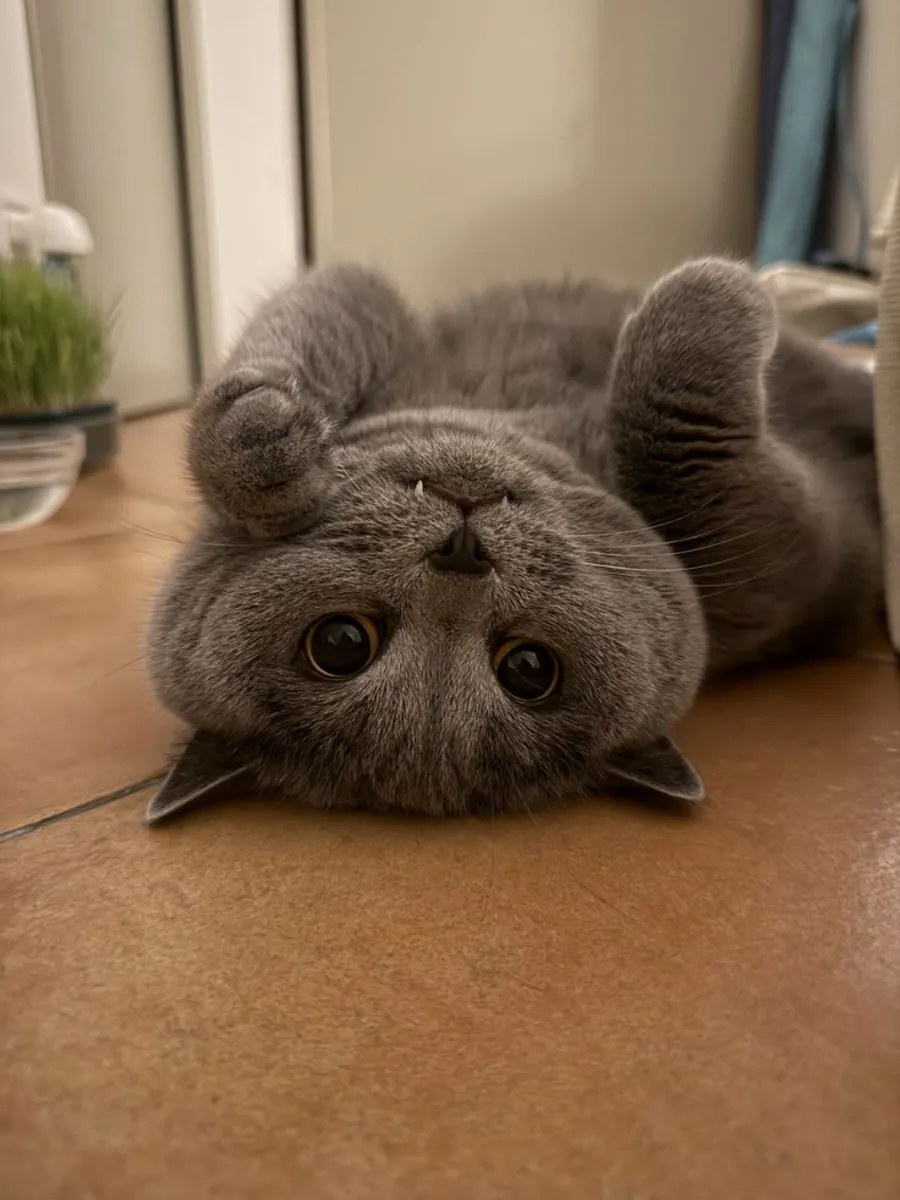 British Shorthair Looking for a Calm Home | Free Adoption | Gentle Personality