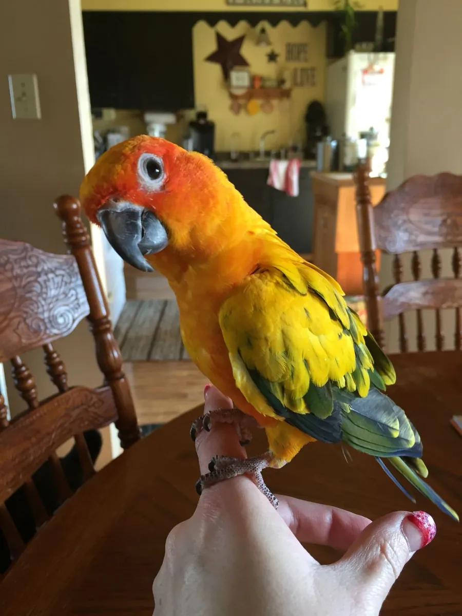 Lost Sun Conure | Bright Yellow-Orange | Please Help Bring Him Home
