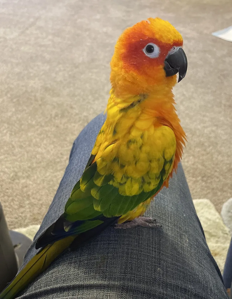 Lost Sun Conure | Bright Yellow-Orange | Please Help Bring Him Home
