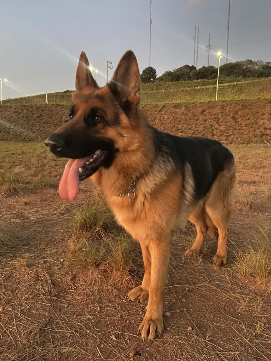 German Shepherd for Mating | Stable Temperament | Responsible Pairing Only