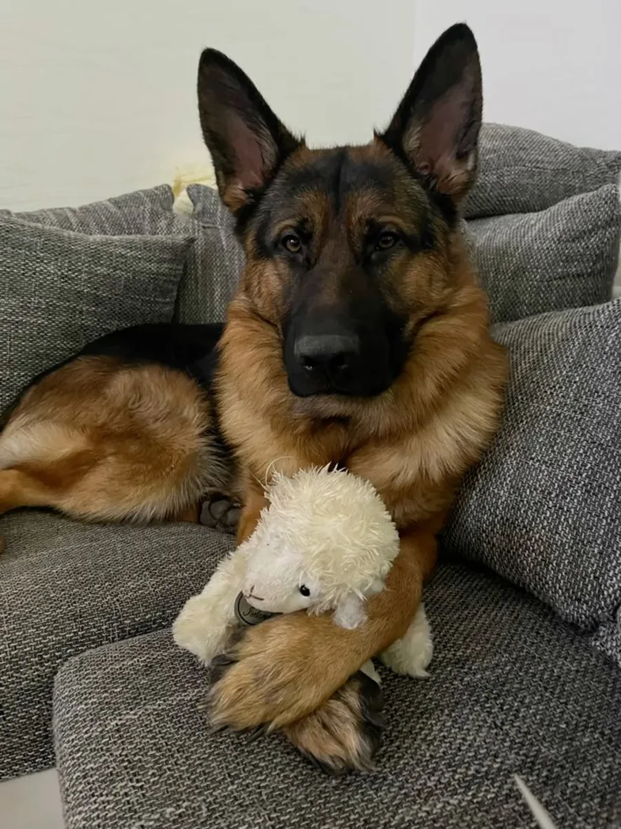 German Shepherd for Mating | Stable Temperament | Responsible Pairing Only