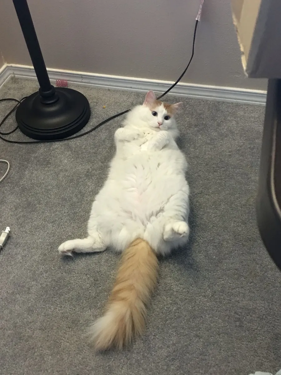 Turkish Van for Sale | Playful, Confident | Loves Water and Interaction